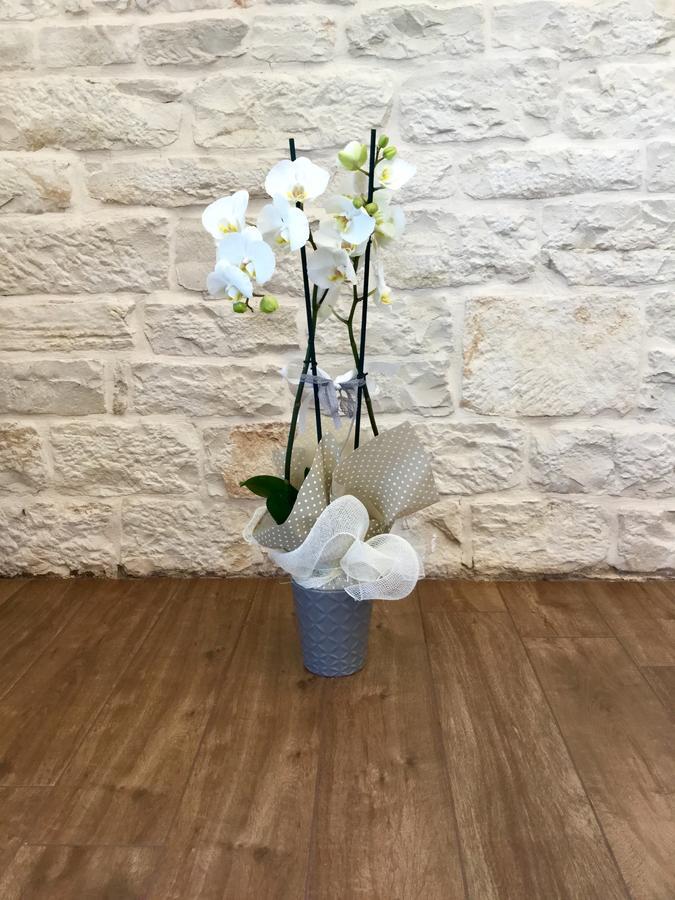 B&B Sant'Agostino Giovinazzo Eksteriør bilde
